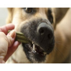 Barritas para perros